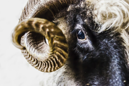 Aries isolated on white background with hornの写真素材