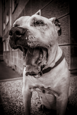 Dog and his big mouth and tongueの写真素材