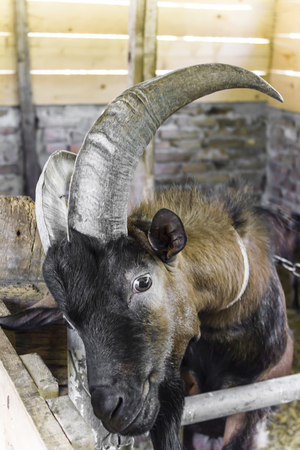 goat at the barnの写真素材