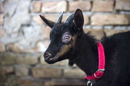 Goat isolated on barnの写真素材
