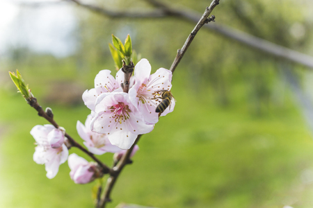 buds on treeの写真素材