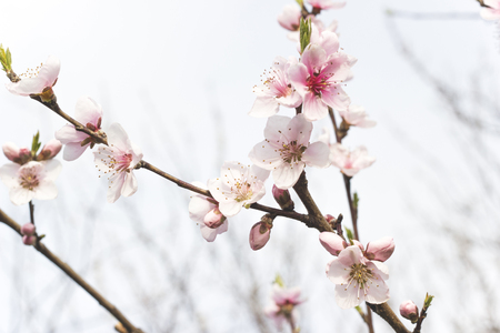 buds on treeの写真素材