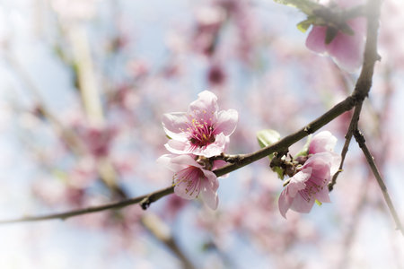 pink spring flowerの写真素材