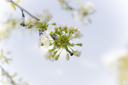 buds and branches macro backgroundの写真素材