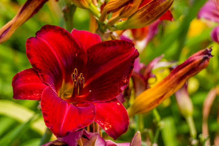Beautiful red and yellow day lily flowerの写真素材