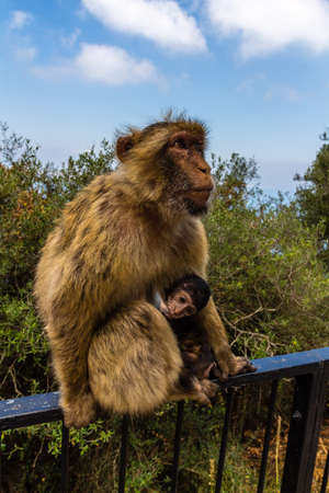 Monkey at the rock of Gibraltarの写真素材