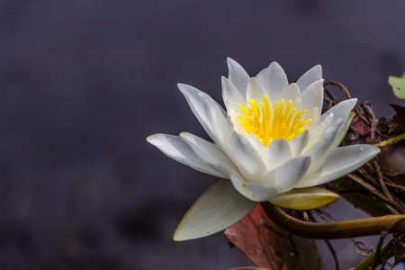 Beautiful yellow and white water lily flowerの写真素材