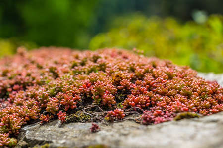 Beautiful moss clusters on the pavementの写真素材