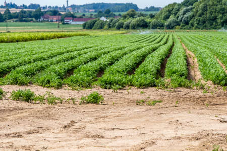 Vegetable field on the country side