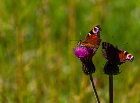 Beautiful redorange butterfly on flowerの写真素材