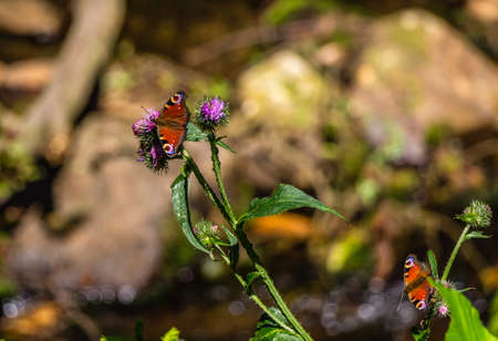 Beautiful redorange butterfly on flower