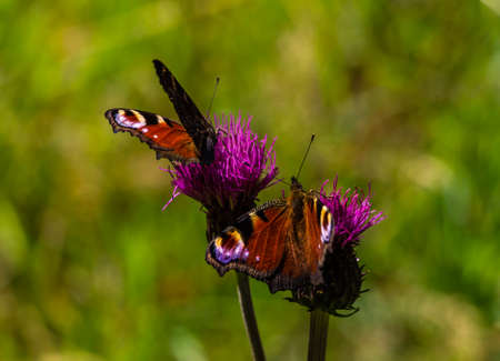 Beautiful redorange butterfly on flowerの写真素材