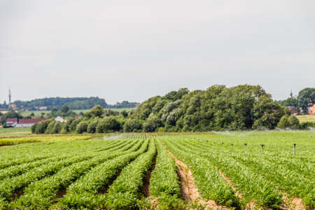 Vegetable field on the country sideの写真素材