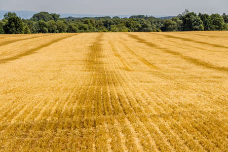 Field of cut wheat and bright blue sky with cumulus clouds. Rural landscape. Bright sunny day.