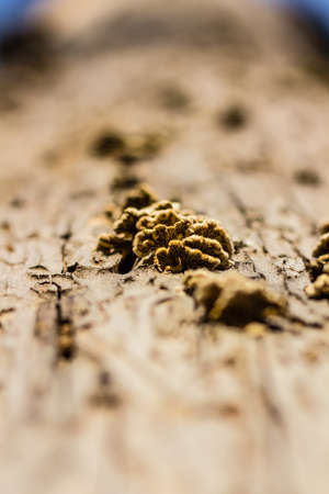 Tree / trunk texture with very shallow depth of field