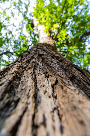 Tree / trunk texture with very shallow depth of fieldの写真素材