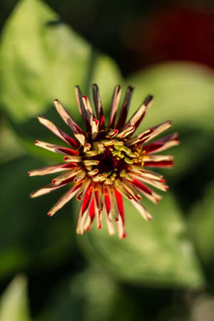 Red Gerbera Flower, closeup, very shallow depth of fieldの写真素材