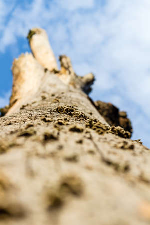 Dry, dead and barren trunk / tree texture with very shallow depth of fieldの写真素材