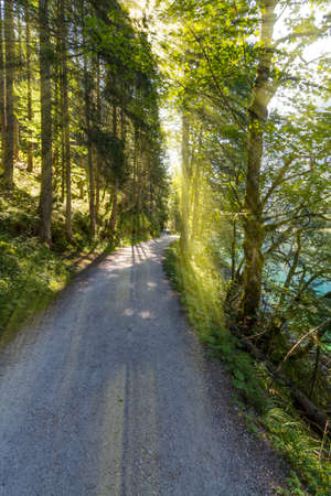 Late summer sunlight breaking through the trees at a mystical laneの写真素材
