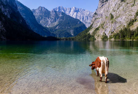 Alpine cow drinking water from Obersee lake, Konigssee, Germanyの写真素材