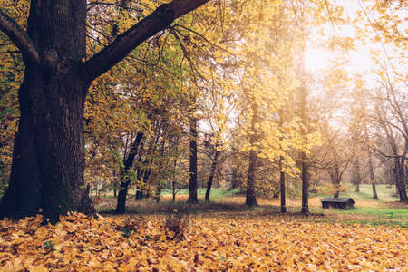 Fallen autumn leaves in the park with vintage look