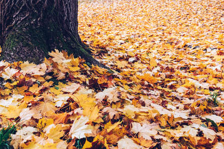 Fallen autumn leaves in the park with vintage lookの写真素材