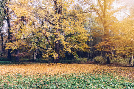Yellow, orange and red autumn leaves in beautiful fall park.の写真素材