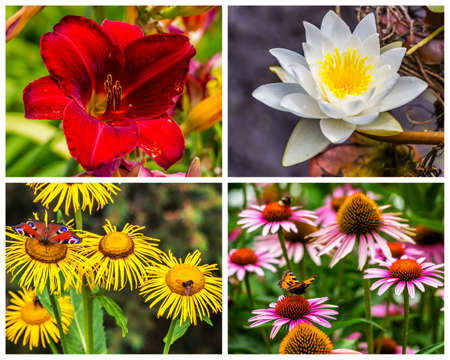 Collage of flowers photos in natureの写真素材