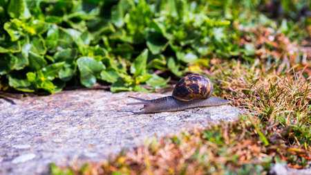 Snail crawling on a hard rock texture in nature; brown striped snail walking on the rocks in rainy...