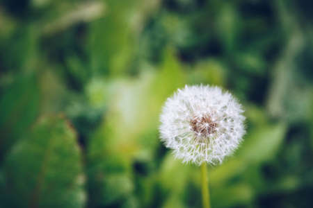 Dandelion flower. Blowball on green grass background. Spring bloom. Park plant. Countryside nature. Springtime photo retro postcard.の写真素材