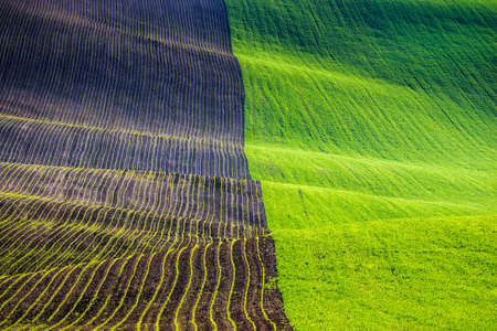 Rolling hills of green wheat fields. Amazing fairy minimalistic landscape with waves hills, rolling hills. Abstract nature background. South Moravia, Czech Republicの写真素材