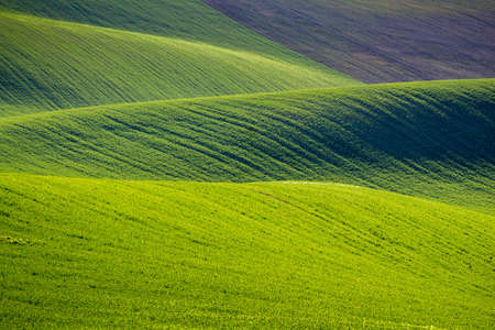 Rolling hills of green wheat fields. Amazing fairy minimalistic landscape with waves hills, rolling hills. Abstract nature background. South Moravia, Czech Republicの写真素材