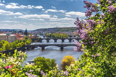 The blooming bush of lilac against Vltava river and Charles bridge, Pragueの写真素材