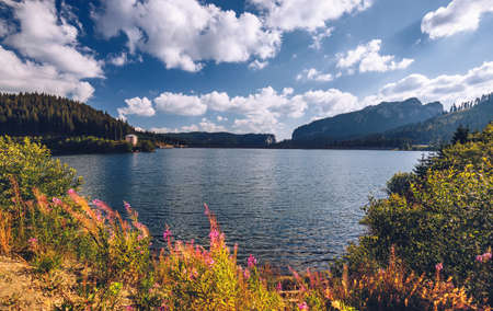 View to Bolboci lake and the damb with carpathian mountains at the background and bright pink wild...