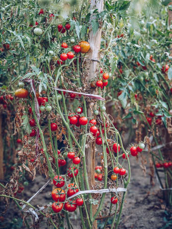 Red and green tomatoes grow on twigs summer. Ripe natural tomatoes growing on a branch in a greenhouse. Ripe garden organic tomatoes ready for picking.の写真素材