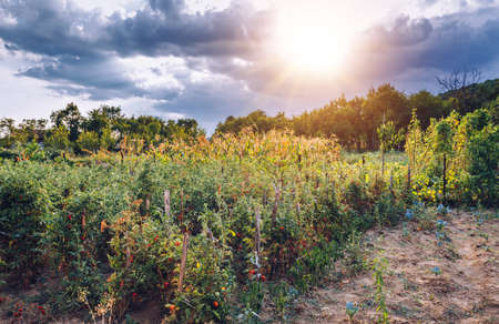 Summer green garden under the sun's raysの写真素材