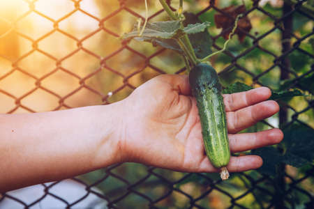 Woman hands holding an organic cucumber, close up hand. Raw Organic Mini Baby Cucumbers Ready to Eat. Ecological vegetable green cucumber.の写真素材