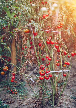 Organic tomatoes in a greenhouse. Garden Fresh Red Ripe Tomatoes on Vine. Delicious fresh tomatoes growing in a garden close-up. Shallow depth of field. Selective focus.の写真素材