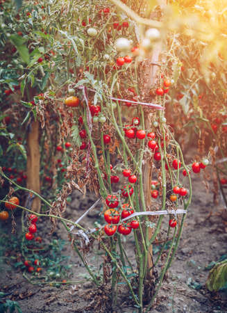 Red and green tomatoes grow on twigs summer. Ripe natural tomatoes growing on a branch in a greenhouse. Ripe garden organic tomatoes ready for picking.の写真素材