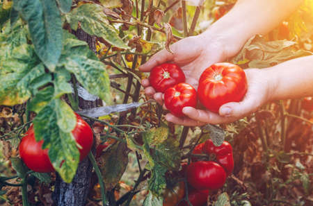 Farmers hands with freshly harvested tomatoes. Freshly harvested tomatoes in hands. Young girl hand holding organic green natural healthy food. Woman hands holding tomatoes.の写真素材