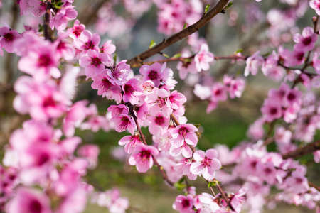 Spring border or background art with pink blossom. Beautiful nature scene with blooming tree and sun...