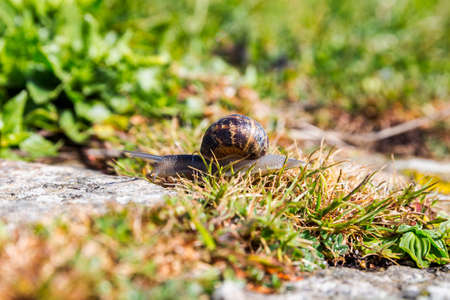 Snail crawling on a hard rock texture in nature; brown striped snail walking on the rocks in rainy...