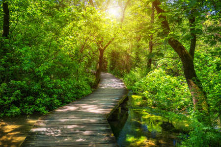 Krka national park wooden pathway in the deep green forest. Colorful summer scene of Krka National Park, Croatia, Europe. Wooden pathway trough the dense forest near Krka national park waterfalls.の写真素材