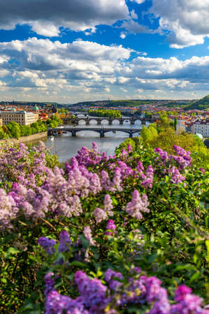 Amazing spring cityscape, Vltava river and old city center with colorful lilac blooming in Letna park, Prague, Czechia. Blooming bush of lilac against Vltava river and Charles bridge, Prague, Czechia.の写真素材