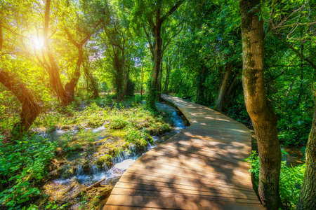 Krka national park wooden pathway in the deep green forest. Colorful summer scene of Krka National Park, Croatia, Europe. Wooden pathway trough the dense forest near Krka national park waterfalls.の写真素材