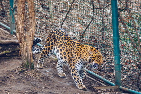 Beautiful leopard walking on nature background. In zoo. Prague, Czech Republic. Leopard in a Prague Zoo.の写真素材