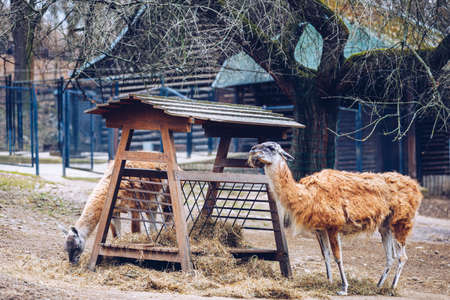 Brown Llamas at Prague Zoo. Alpaca is laying on ground in the zoo of Prague. South American llamas in the zoo aviary at the feeder.の写真素材