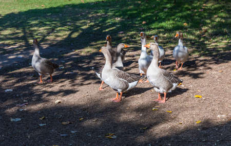Amazing picture of group of Geese on the side of a lake in wilderness. The image perfectly represents: Goose floating, goose on water, goose in the lake, geese formation.の写真素材