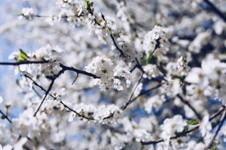 Flowering cherry against a blue sky. Cherry blossoms. Spring background. Blossoming cherry trees in...