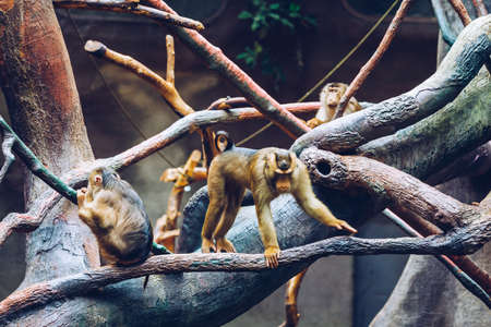 Southern Pig-tailed Macaque (Sundaland pigtail macaque or Sunda pig-tailed macaque), In Zoo, Prague....